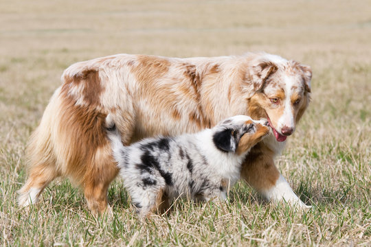 Portrait of nice australian shepherd dog