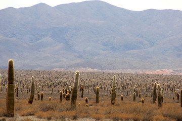 Parc national los cardones