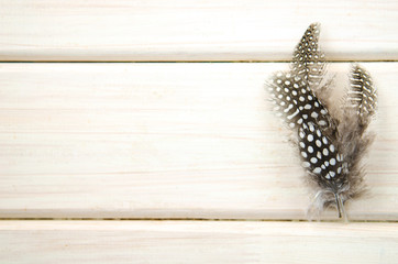Studio shot of spread of three of black and white spotted patterned and textured guinea fowl...