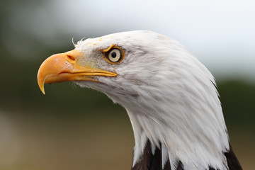Portrait up of a Bald Eagle