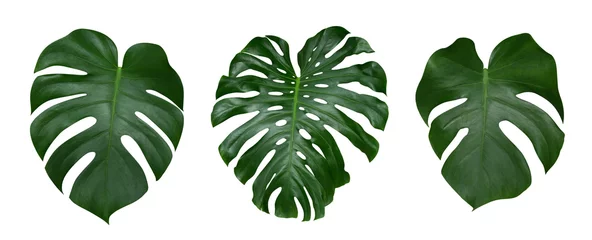 Fototapete Pflanzen Monstera-Pflanzenblätter, die tropische immergrüne Rebe isoliert auf weißem Hintergrund, Beschneidungspfad enthalten