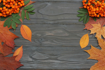 Naklejka na ściany i meble autumn background with colored leaves and rowan on wooden board. top view with copy space
