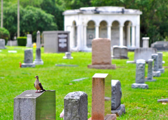 A pigeon standing on a crypt at a local cemetery, with many tombs in the background. Tampa,...