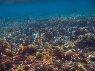 Fototapeta na wymiar Korallenriff in Indonesien