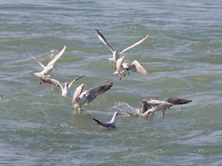 Fototapeta na wymiar Many seagulls, the Black Sea