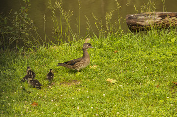 FEMALE WOOD DUCK WITH DUCKLINGS