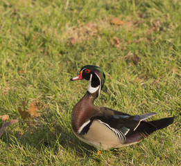 MALE WOOD DUCK STANDING GUARD PHOTO