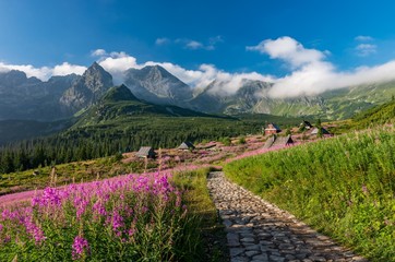 Tatra mountains, Poland landscape, colorful flowers and cottages in Gasienicowa valley (Hala Gasienicowa), summer tourist trail