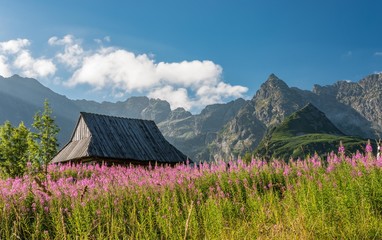 Fototapeta na wymiar Tatra mountains, Poland landscape, colorful flowers and cottages in Gasienicowa valley (Hala Gasienicowa), summer