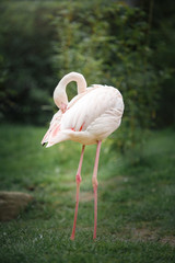 Obraz premium Pink flamingos in the Park