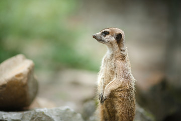 Fototapeta premium Meerkat standing on stone