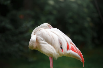 Fototapeta premium Pink flamingos in the Park