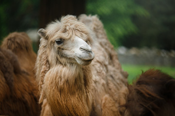 Camel in the zoo