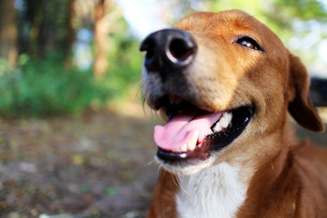 Portrait of a cute brown dog.