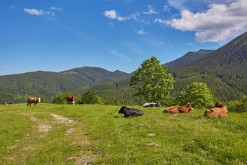 Fototapeta premium herd of cows grazing on mountain