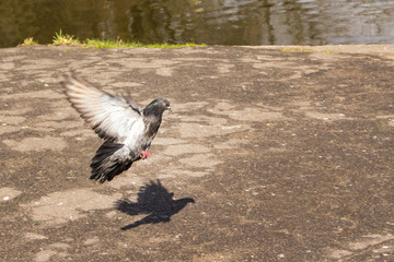 Take-off dove