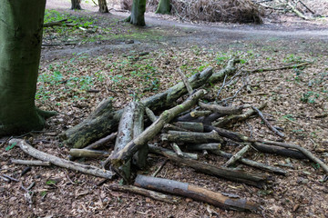 Old forest in the heart of the city