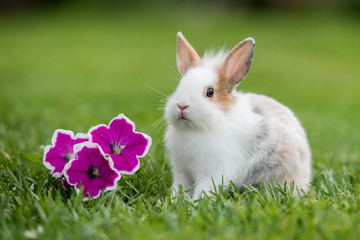 Little rabbit with flowers