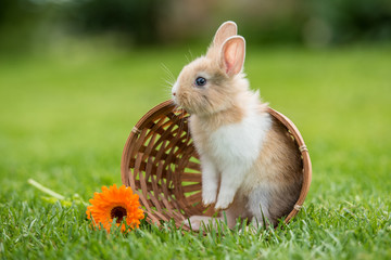 Little rabbit sitting in the basket
