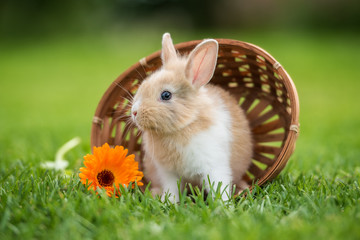 Little rabbit sitting in the basket