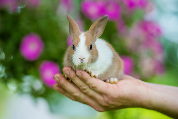 Little rabbit sitting on a palm