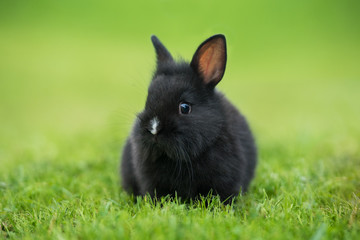 Little black rabbit sitting on the lawn