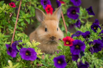 Little rabbit in flowers
