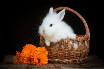 Little white rabbit sitting in a basket isolated on black