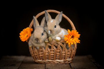 Two little rabbits sitting in a basket isolated on black