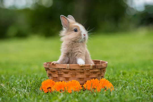 Little funny rabbit sitting in the basket