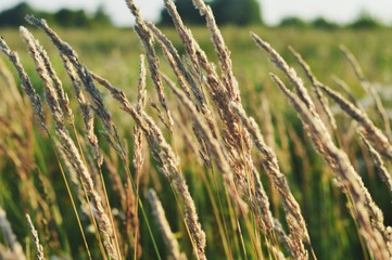 Summer nature/ Yellow herbs on a background of green grass