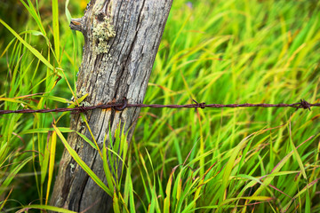 Obraz premium Wooden Fence Post 