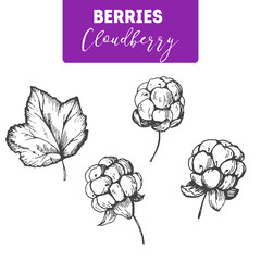 Cloudberry hand drawn vector illustration set. Engraved food image.