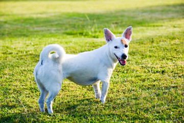 jack russell free © Goffredo Iacobino