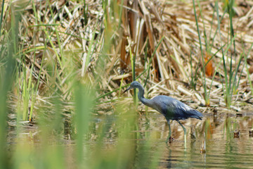 Garza Azul - Egretta caerulea