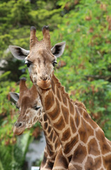 Portrait de girafe