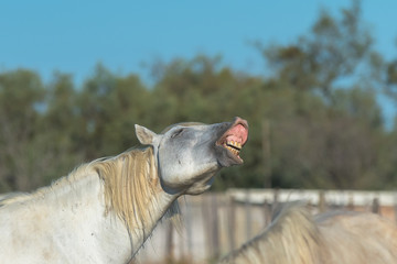 Camargue horse neighing in a field, funny head
