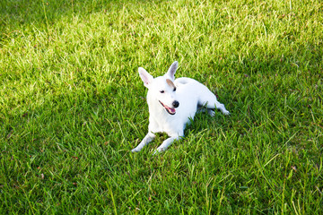 jack russell free