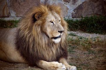 Plakat Close-up portrait of a old fluffy Lion