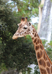 Portrait de Girafe