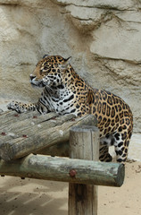 Panthère du Sri Lanka 2