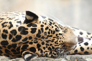 Panthère du Sri Lanka