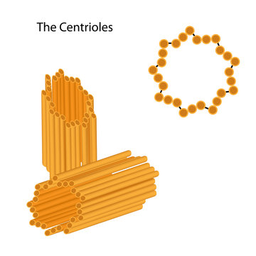 Structure of the centrioles
