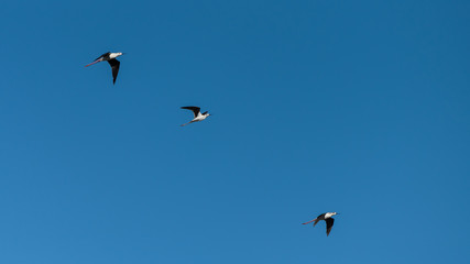 Black-winged stilt, himantopus himantopus, birds flying in blue sky
