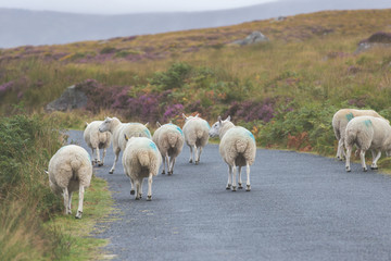 Sheep walking down a country road in Ireland