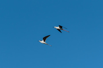 Black-winged stilt, himantopus himantopus, birds flying in blue sky
