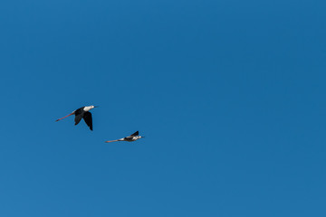 Black-winged stilt, himantopus himantopus, birds flying in blue sky
