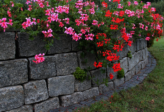 H&auml;ngegeranien an einer Steinmauer
