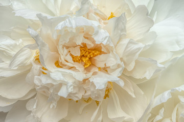 Heart of a white peony blossom or bloom © Jennifer