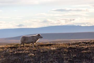 A sheep running across the field in Iceland